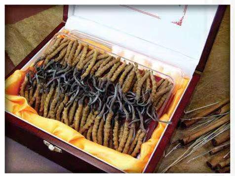 吐鲁番冬虫夏草回收?